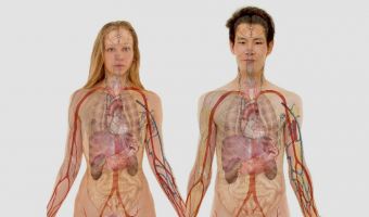 Anatomía 2
