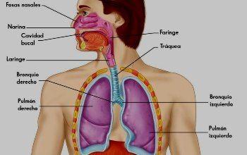 sistema-respiratorio - Partes