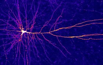 Neurona-2