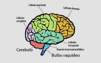 Cerebro - Partes del cerecbro