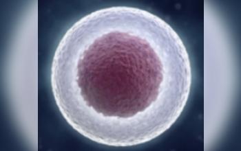 Célula - Núcleo celular