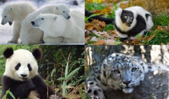 Animales en Peligro de Extinción 3