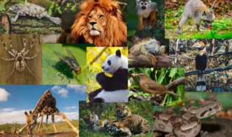 Animales Silvestres 2