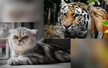 Animales Silvestres - Diferencias de felinos doméstico y silvestre