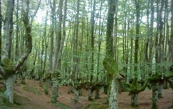 Ecosistema - Bosque espinoso