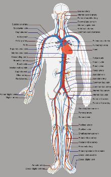 Sistema Circulatorio - Funcion del sistema circulatorio