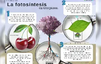 Fotosíntesis 8