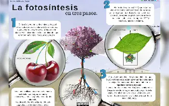 Fotosíntesis 16