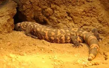 Animales Silvestres 6