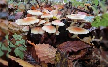 Seres Vivos - Reino fungi