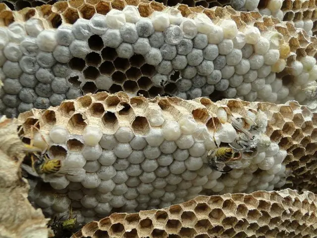 panal de abejas