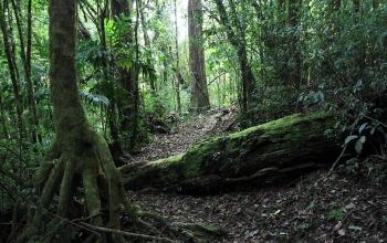 Reserva de la Biosfera El Triunfo en Chiapas