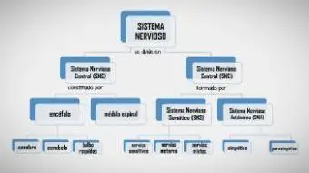 Mapa conceptual del sistema nervioso