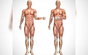 Sistema Muscular 4