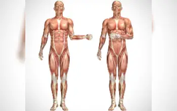 Sistema Muscular 13