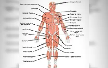Sistema Muscular 6