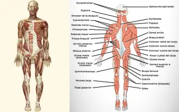 Sistema Muscular 7
