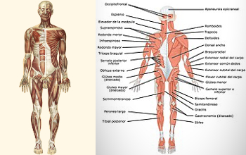 Sistema Muscular 16