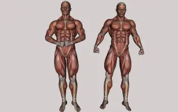 Sistema Muscular 8