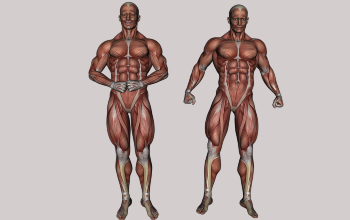 Sistema Muscular 17