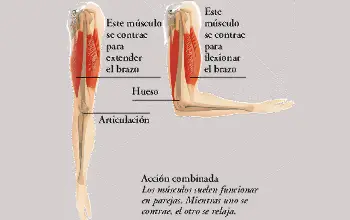 Sistema Muscular 12