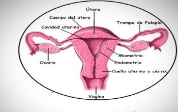 Vagina - Partes de la vagina