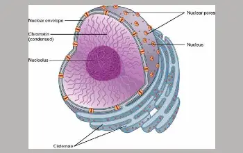 Citosol - Diferencias entre citosol y citoplasma