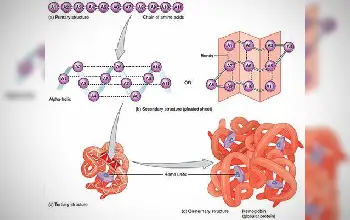 Proteínas - Estructura terciaria