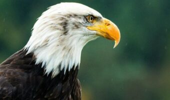 Águila 2