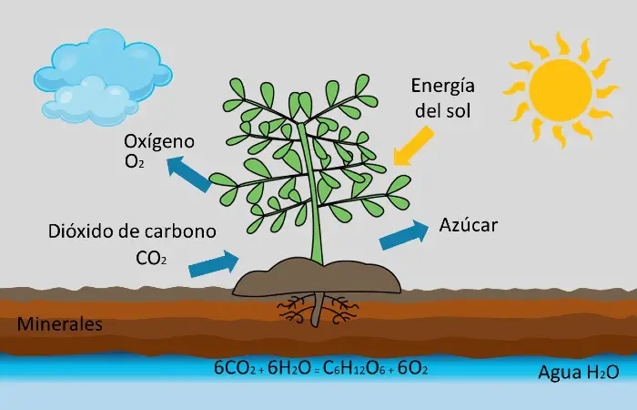 Cuáles son los 10 elementos principales de supervivencia? - STKR Concepts