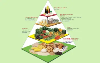 Pirámide Alimenticia 20
