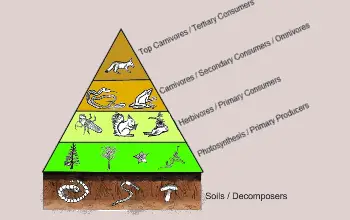 Pirámide Alimentaria - Variables de la pirámide alimenticia