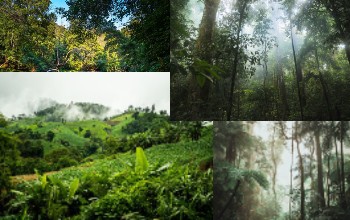 Selva - Tipos de selva