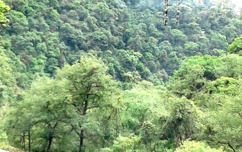 Selva - Selva lluviosa (Selva de Yungas Tucuman)