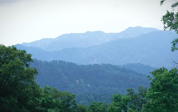 Selva - Selva de montaña (Cipango, Japón)