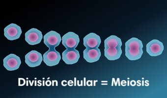 Meiosis 2