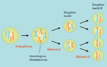 Meiosis - Fases