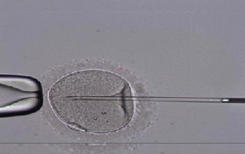 Embrión - Implantación