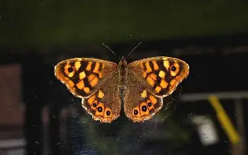 Mariposa protector de pantalla
