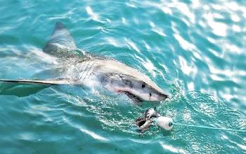 Tiburón blanco con anzuelo en la superficie del mar