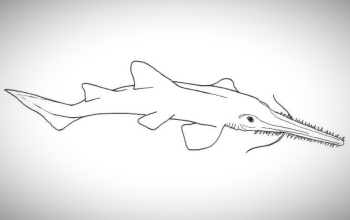 Dibujo de tiburón sierra para colorear
