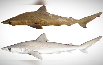 Tiburones con coloración diferente