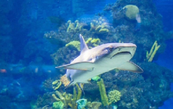 Tiburón en el océano con corales