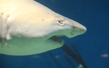 Tiburón blanco de perfil en el agua
