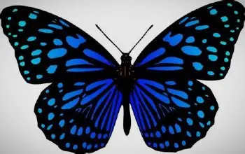 Mariposa vector