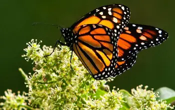 Mariposa - Mariposa monarca