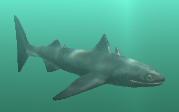 Tiburón de cuerpo largo, delgado, piel marrón oscuro, hocico corto