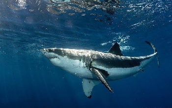 Tiburón grande dorso gris oscuro, vientre blanco, dientes grandes