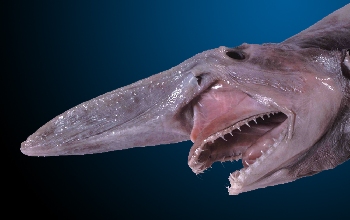 Tiburón de hocico largo, plano, puntiagudo piel marrón grisáceo