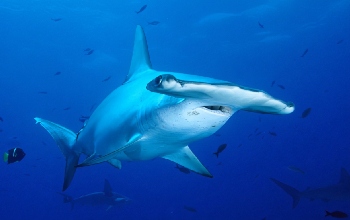 Tiburón con cabeza en forma de martillo, piel color gris y vientre blanco